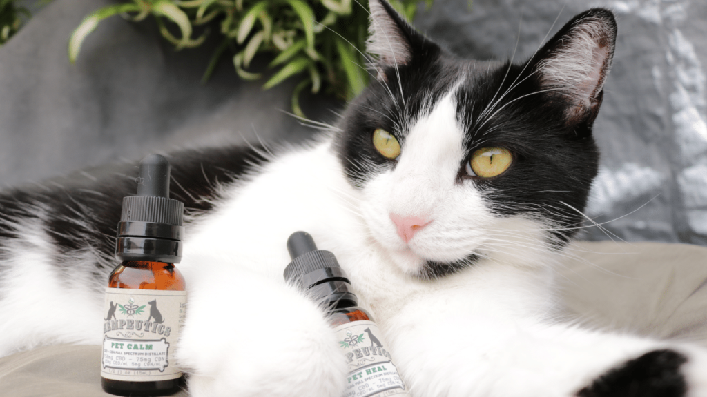 Image showing a cat with CBD used in a post to describe how CBD oil can help your stressed cat.