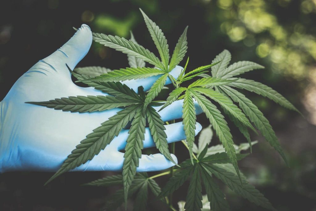 Image showing hand holding hemp plant used in article to show 9 benefits of using CBD oil.