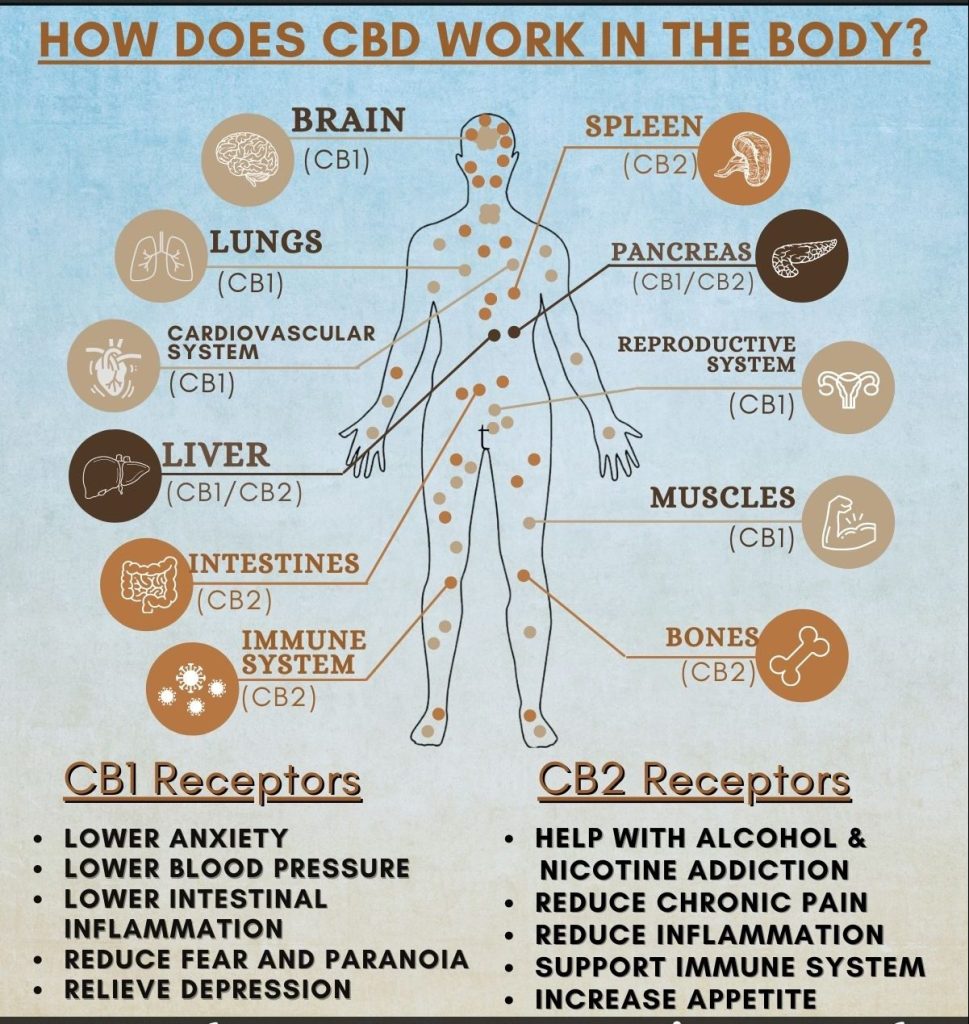 Image showing how CBD works in the body showing multiple systems.