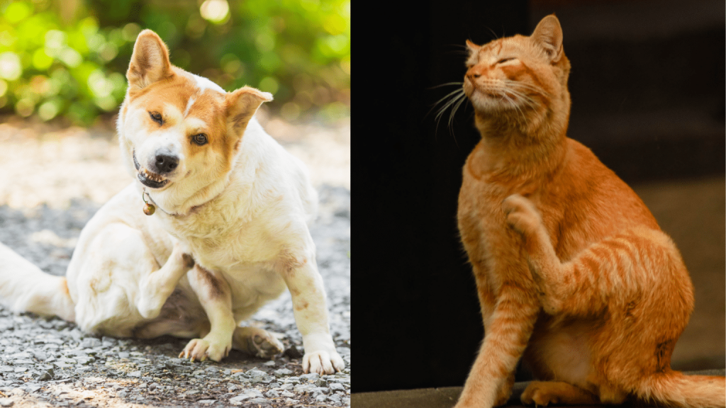 Image showing pets struggling with itch being treated by CBD.