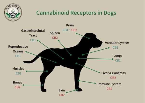 Image showing cannabinoid receptors in dogs