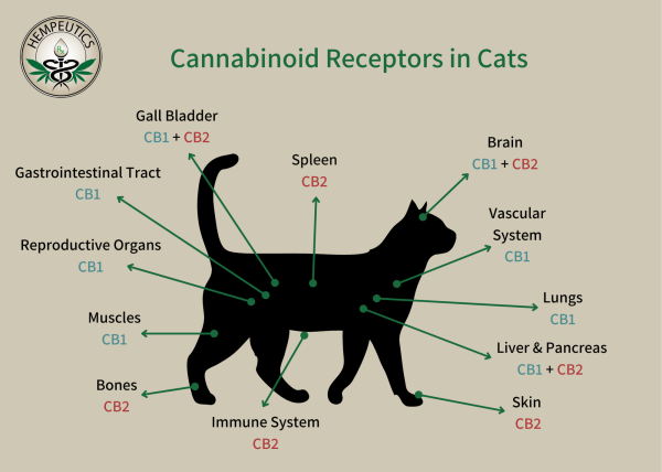Image showing Cannabinoid receptors in cats and systems affected.