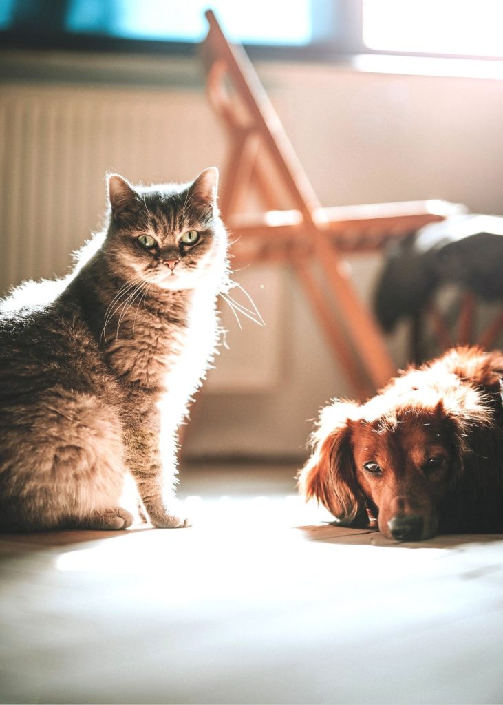 Image shows cat and dog together.