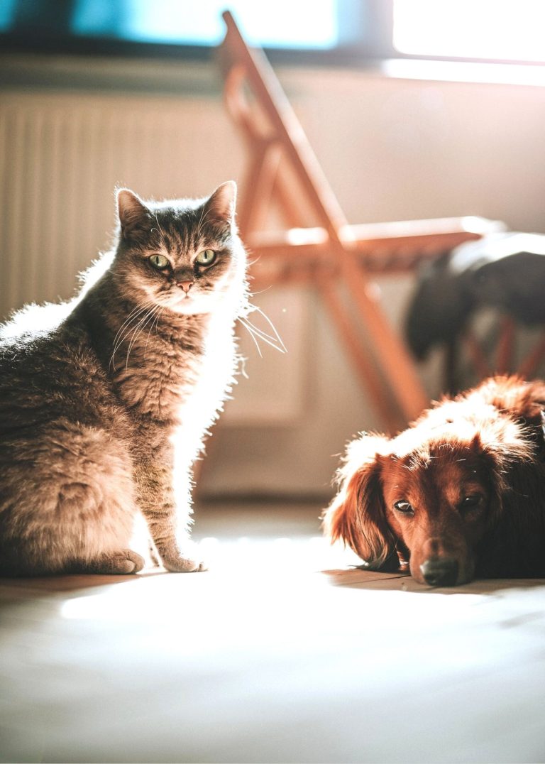 Image shows cat and dog together.