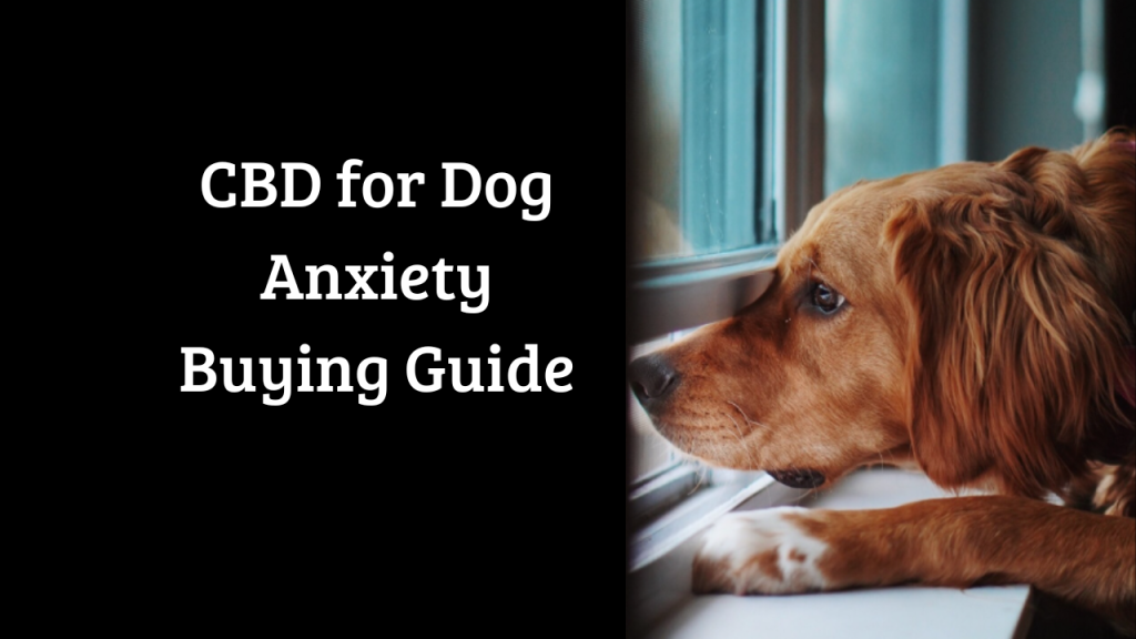 Guide to buying CBD to use as a treatment for anxiety in dogs