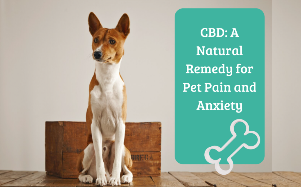Image showing how dogs can be treated using CBD as a natural remedy for pain and anxiety