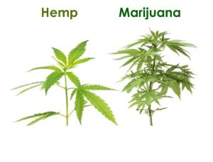 Image comparing hemp with marijuana side by side.