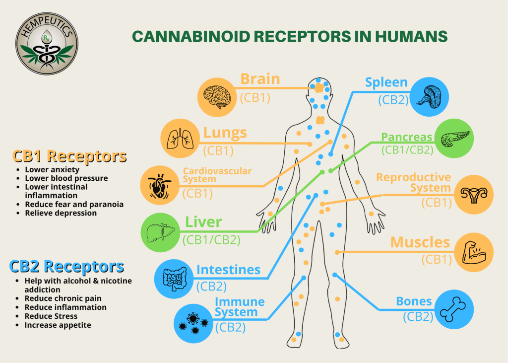 Image showing Cannabinoid receptors in humans