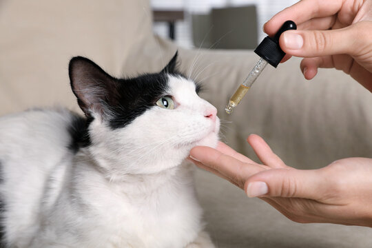 Pet