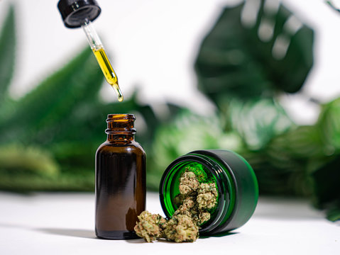 CBD oil and cannabis plant displayed side by side for an educational article about the differences between CBD and THC