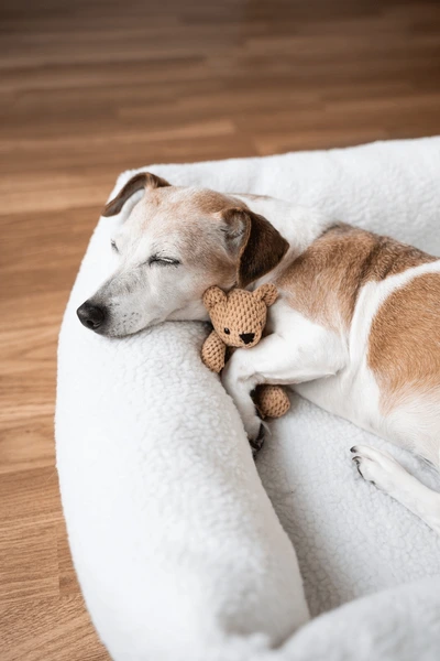 Pet Relax