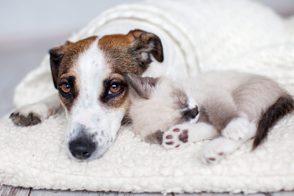 Pet Aches
