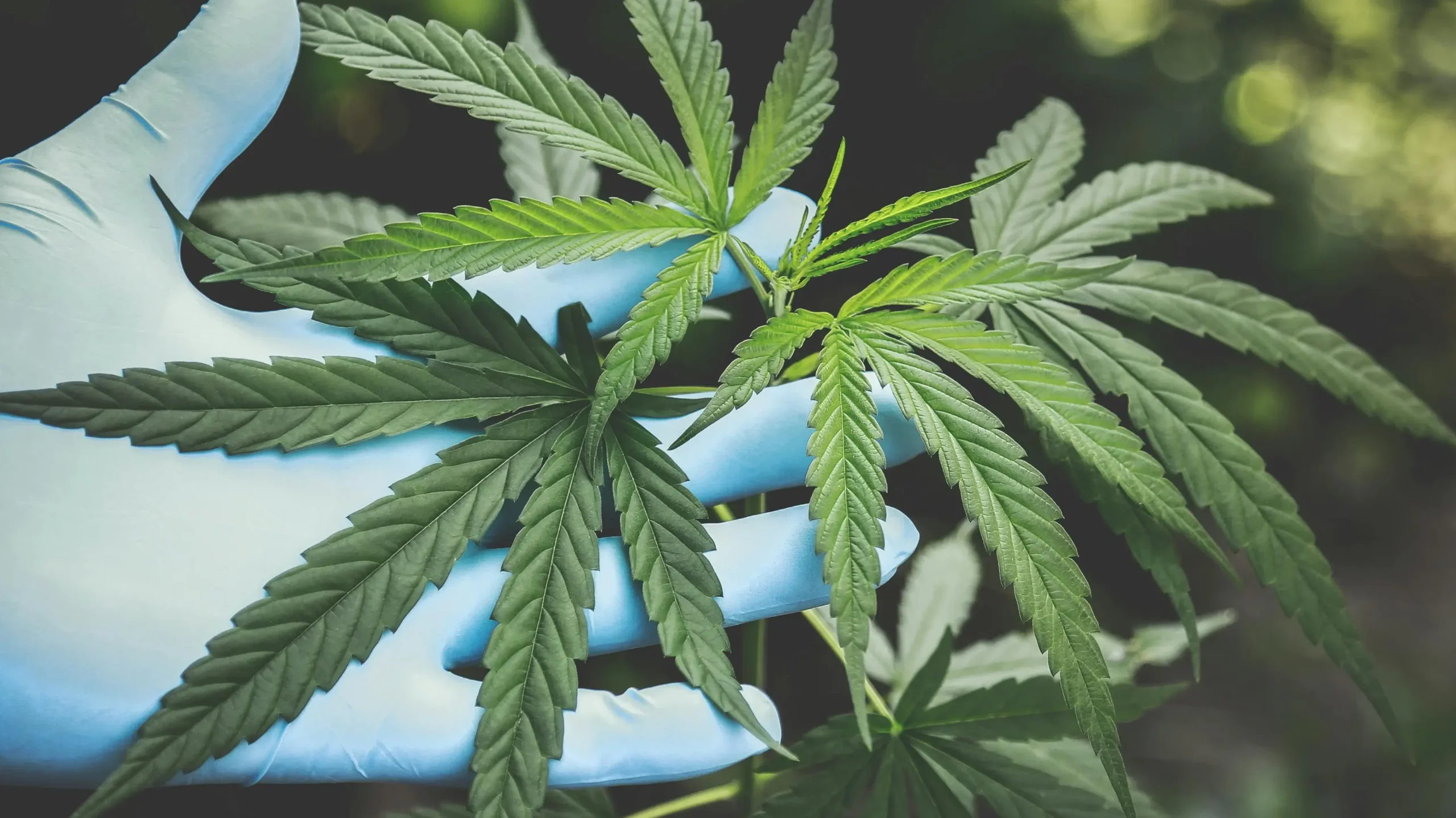 Plant-based wellness products including CBD tinctures used as part of alternative pain management approaches.