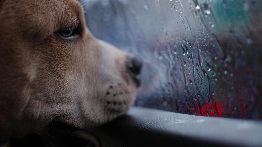 Dogs and Cats with Anxiety and how CBD can help reduce their anxiety and stress.